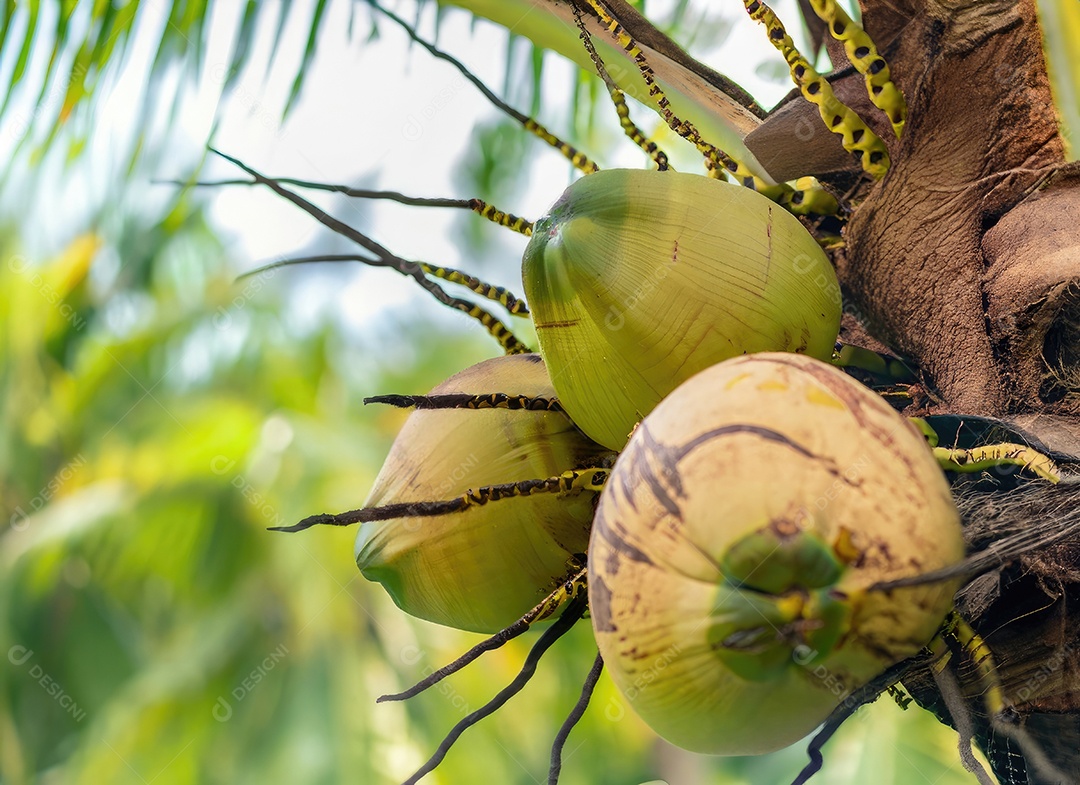 O coco cresce em uma árvore no jardim da colheita no clarão do sol