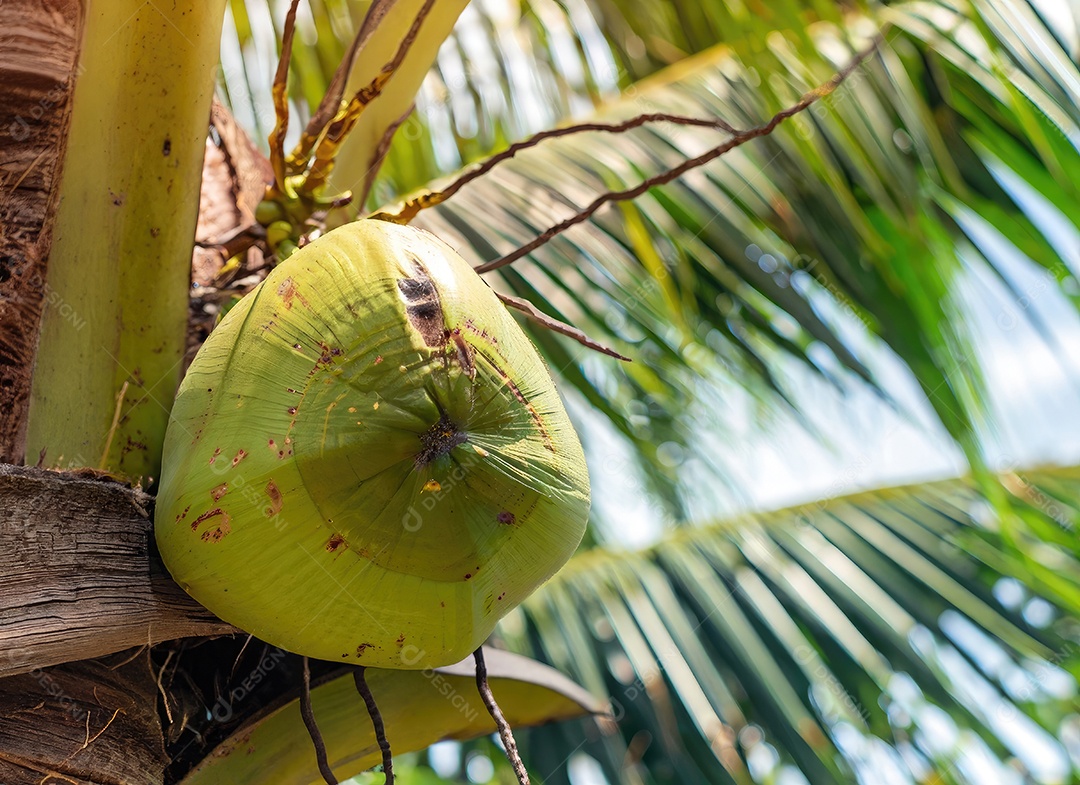 O coco cresce em uma árvore no jardim da colheita no clarão do sol
