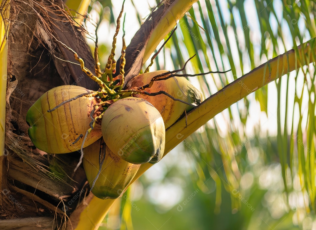 O coco cresce em uma árvore no jardim da colheita no clarão do sol