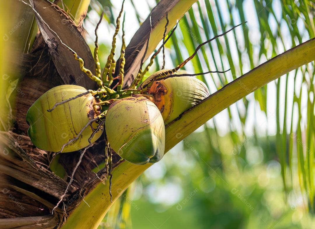 O coco cresce em uma árvore no jardim da colheita no clarão do sol