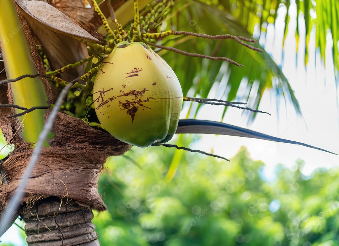 O coco cresce em uma árvore no jardim da colheita no clarão do sol