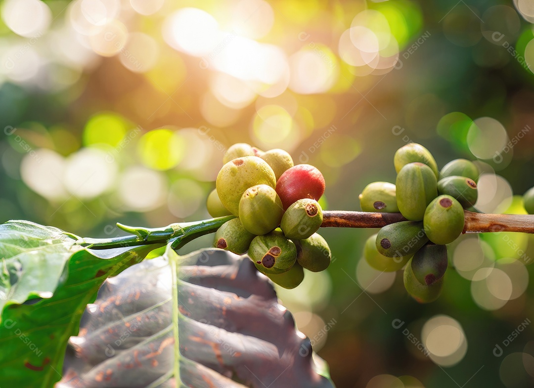Semente de café cresce em uma árvore no jardim da colheita