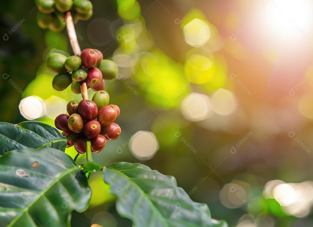 Semente de café cresce em uma árvore no jardim da colheita