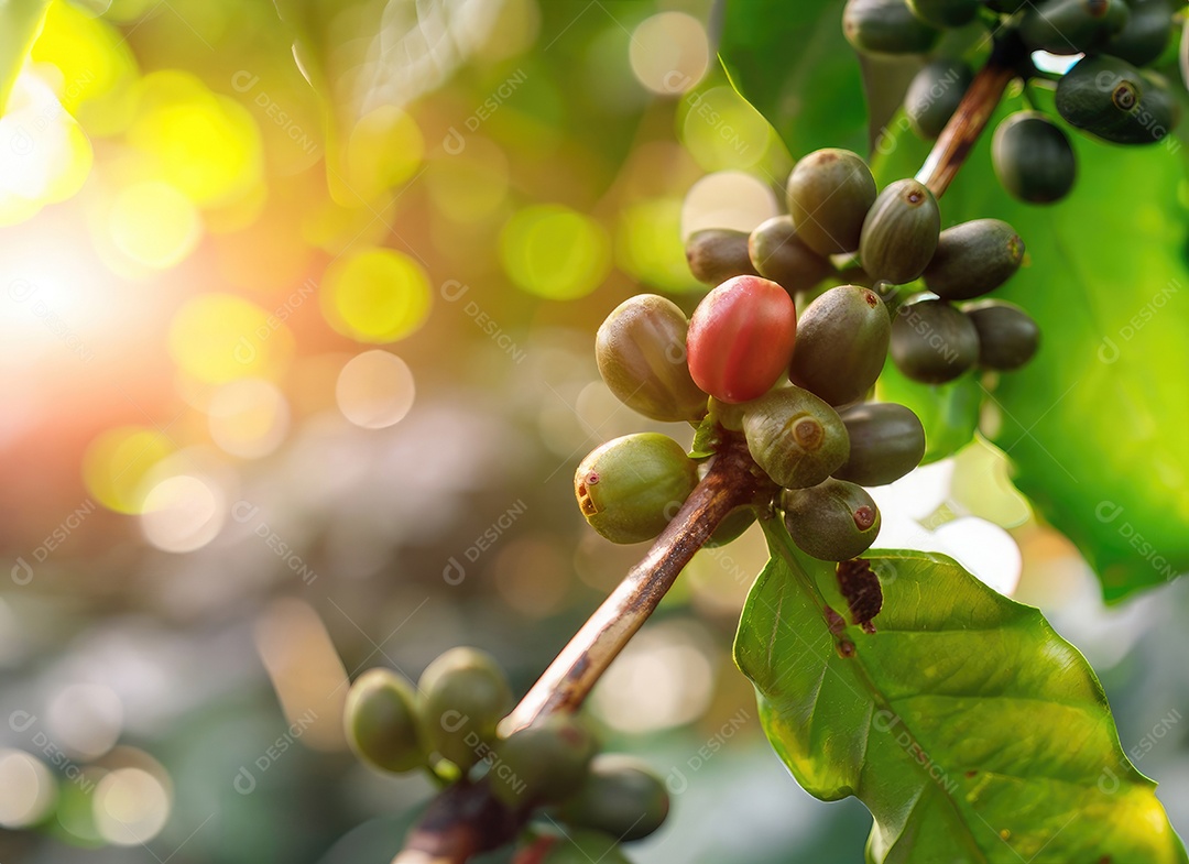 Semente de café cresce em uma árvore no jardim da colheita