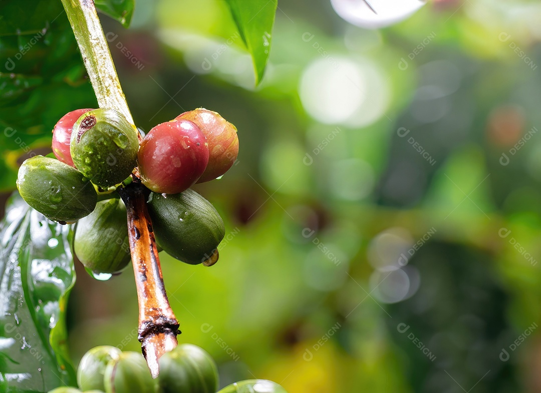 Semente de café cresce em uma árvore no jardim da colheita