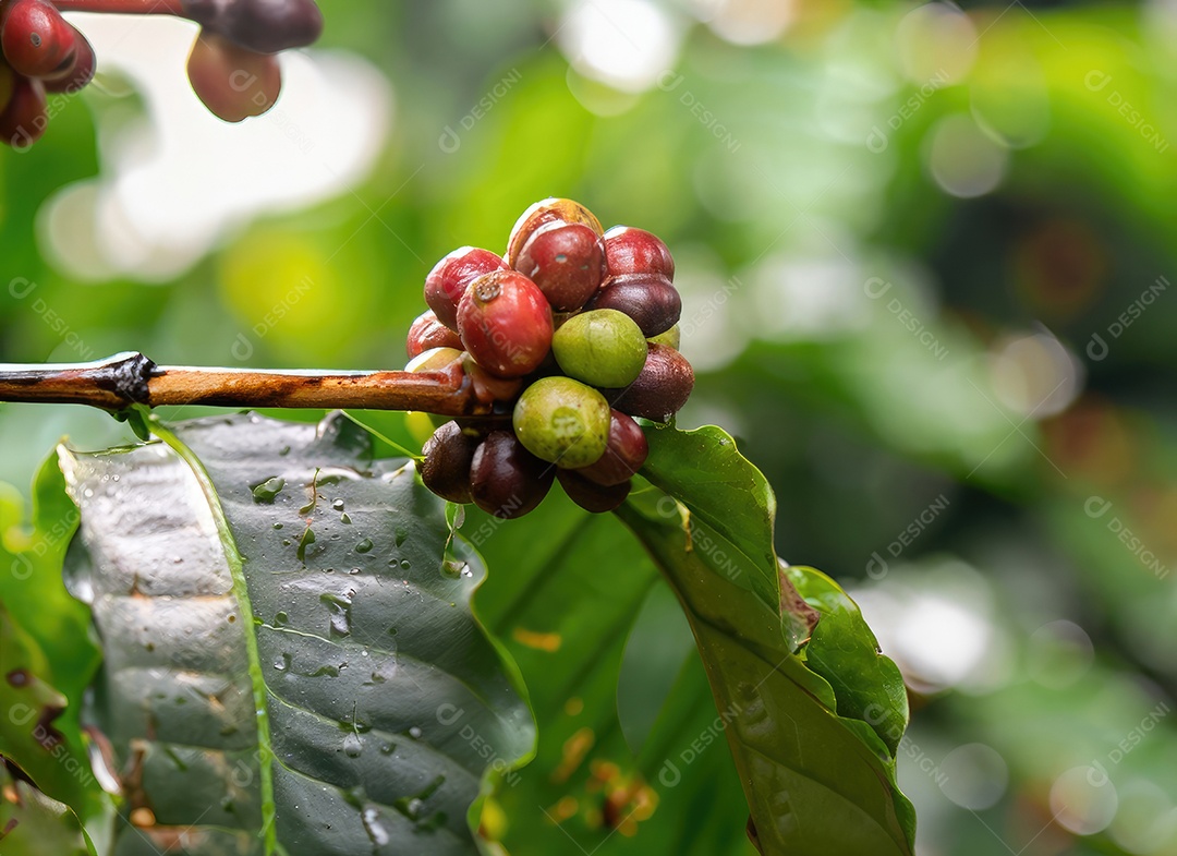 Semente de café cresce em uma árvore no jardim da colheita