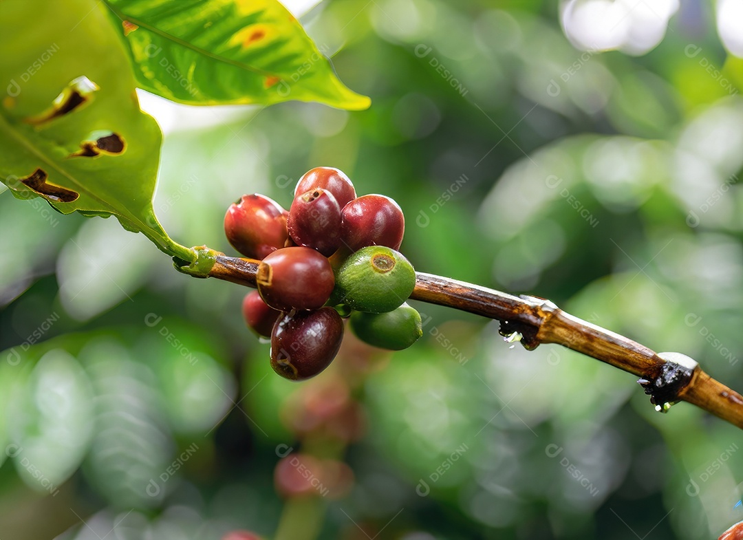 Semente de café cresce em uma árvore no jardim da colheita