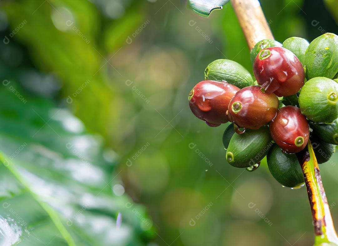 Semente de café cresce em uma árvore no jardim da colheita