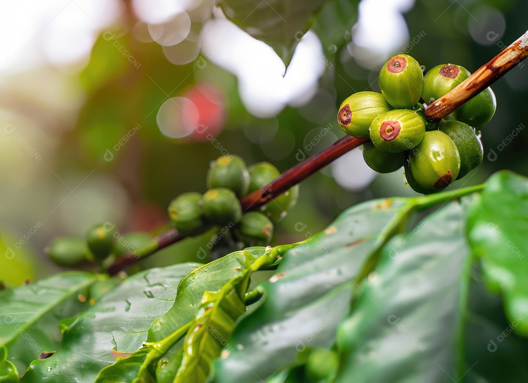 Semente de café cresce em uma árvore no jardim da colheita