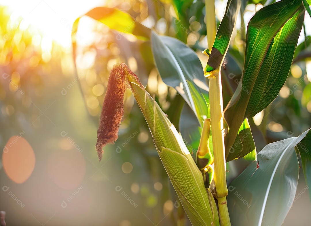 Milho cresce em um milharal no campo