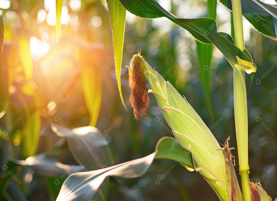 Milho cresce em um milharal no campo