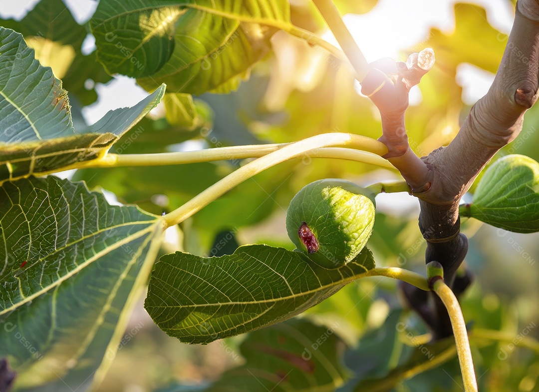O figo cresce em uma árvore no jardim da colheita