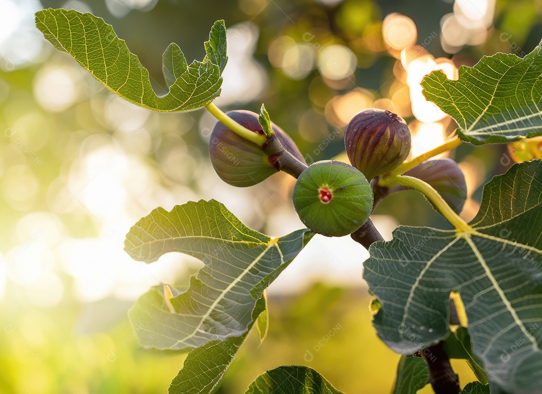 O figo cresce em uma árvore no jardim da colheita