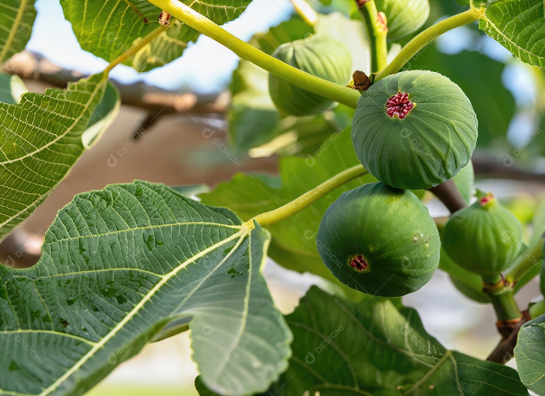 O figo cresce em uma árvore no jardim da colheita