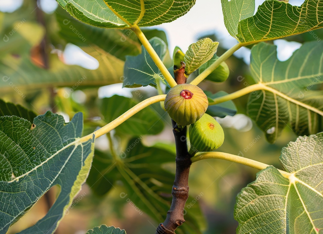 O figo cresce em uma árvore no jardim da colheita