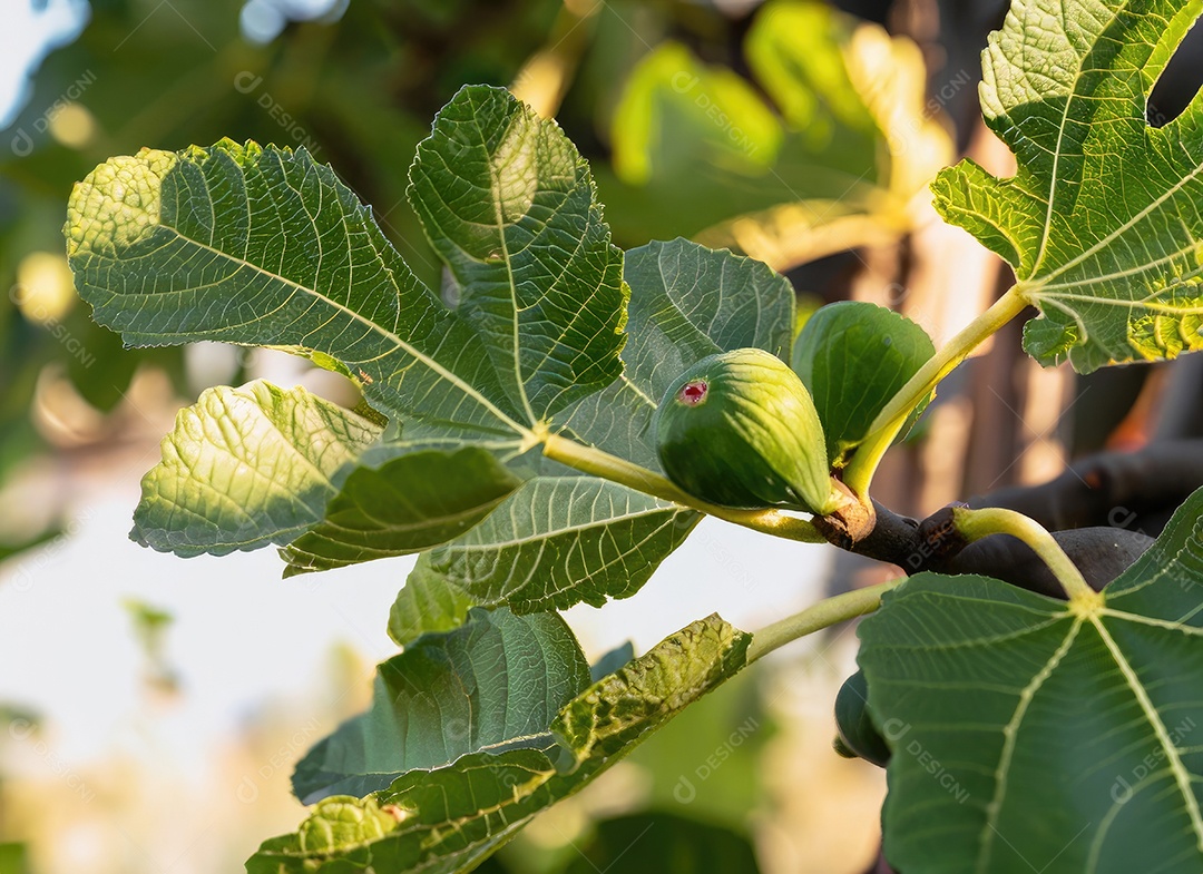 O figo cresce em uma árvore no jardim da colheita