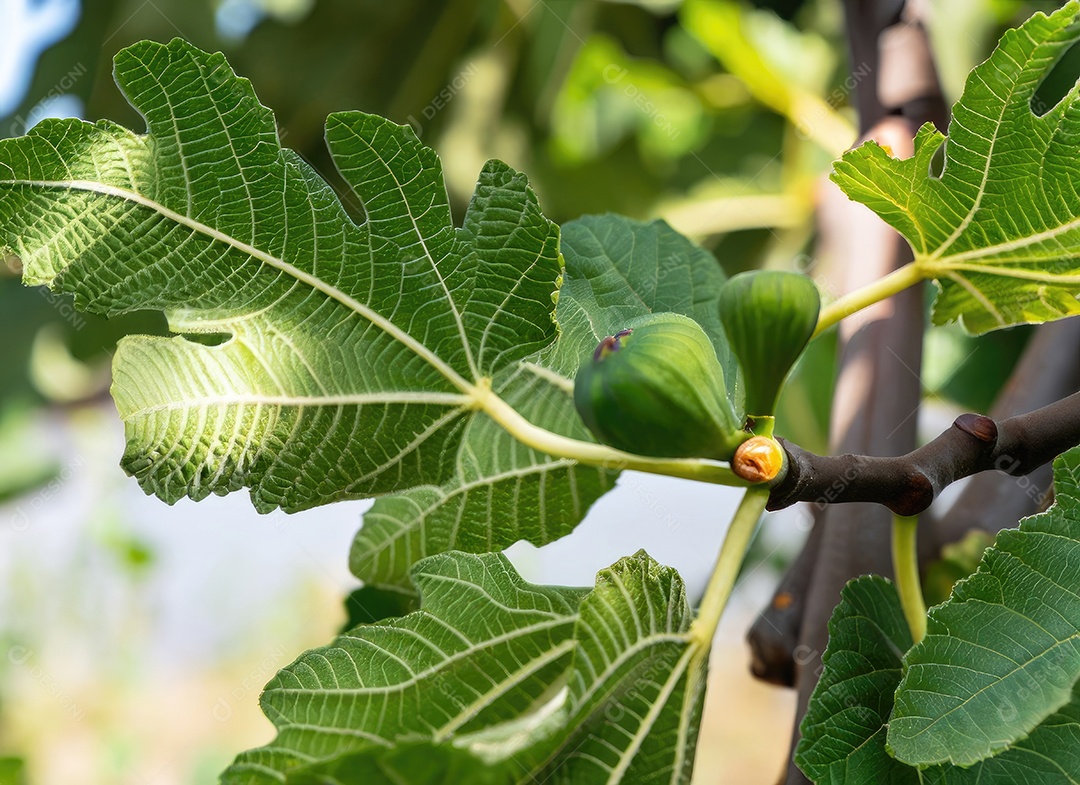 O figo cresce em uma árvore no jardim da colheita
