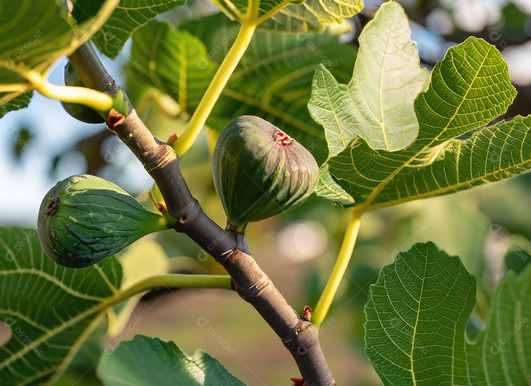 O figo cresce em uma árvore no jardim da colheita