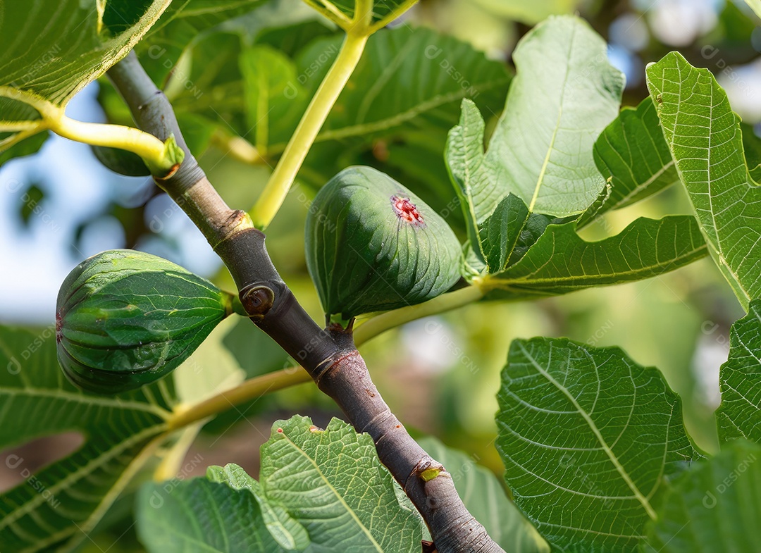 O figo cresce em uma árvore no jardim da colheita