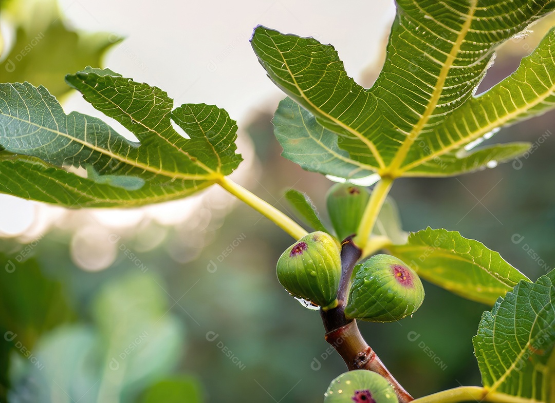 O figo cresce em uma árvore no jardim da colheita