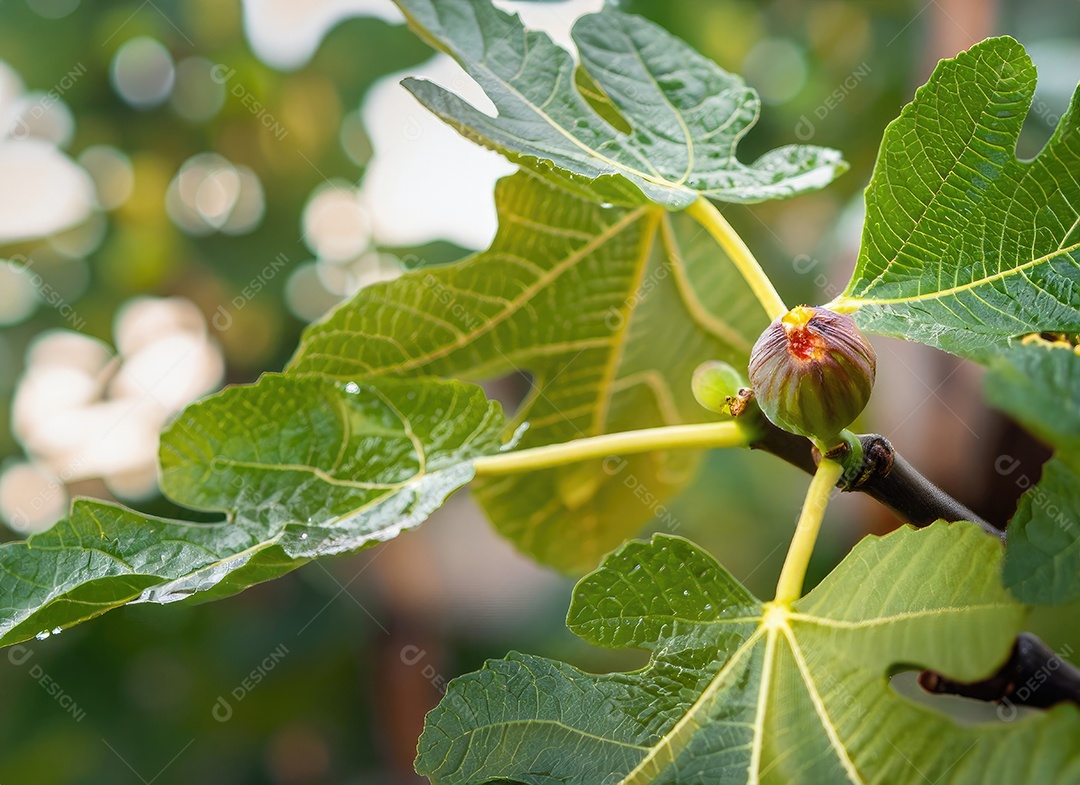 O figo cresce em uma árvore no jardim da colheita