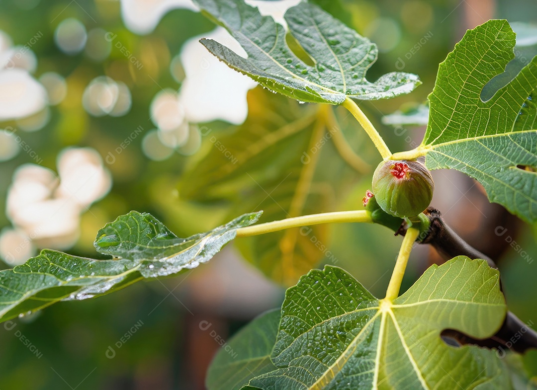 O figo cresce em uma árvore no jardim da colheita