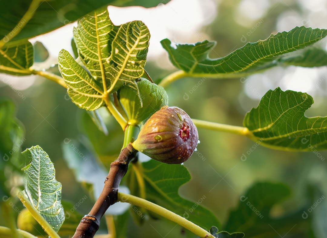 O figo cresce em uma árvore no jardim da colheita