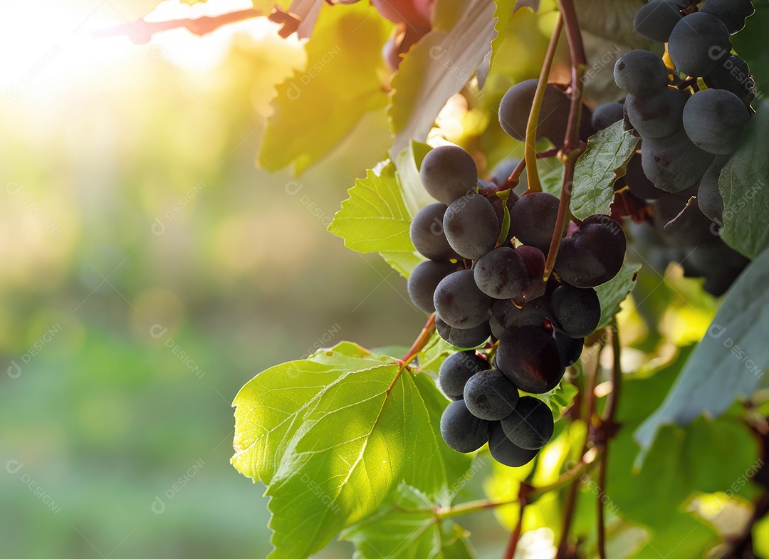 Uvas cresce em uma árvore no jardim da colheita