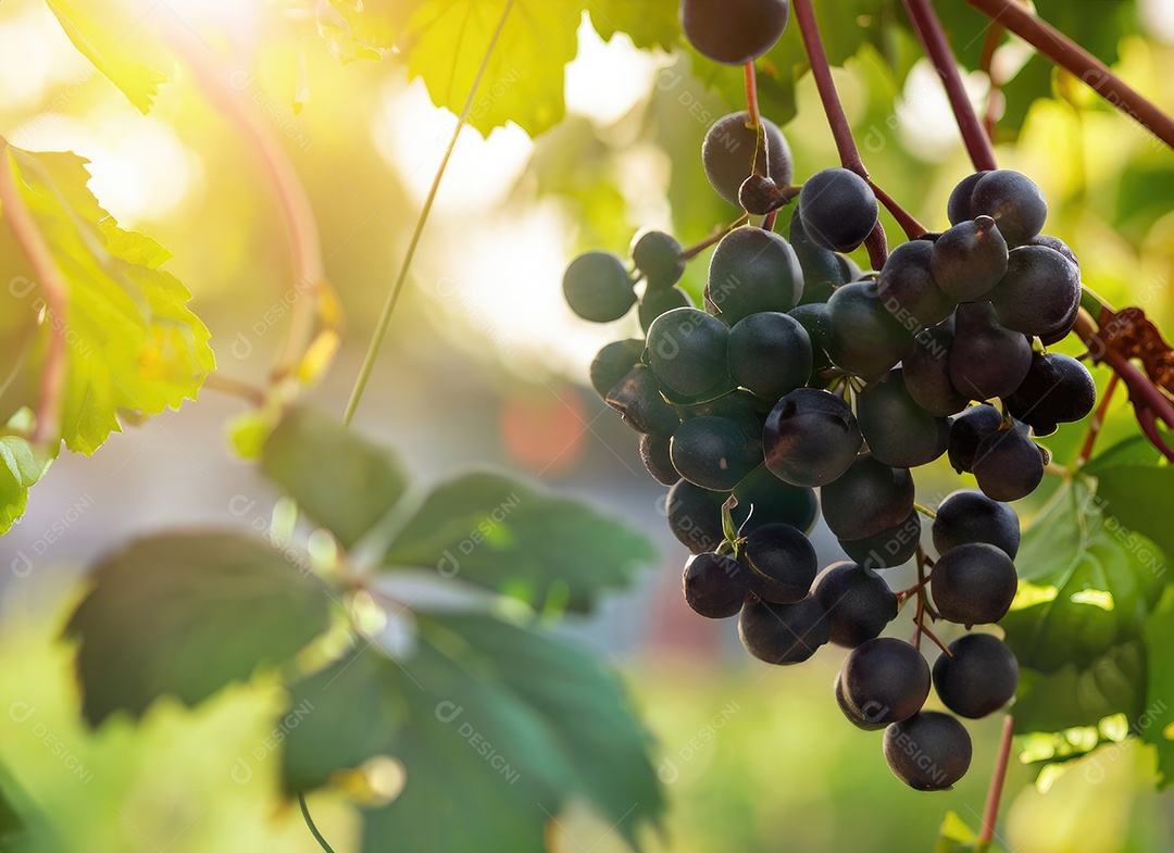 Uvas cresce em uma árvore no jardim da colheita