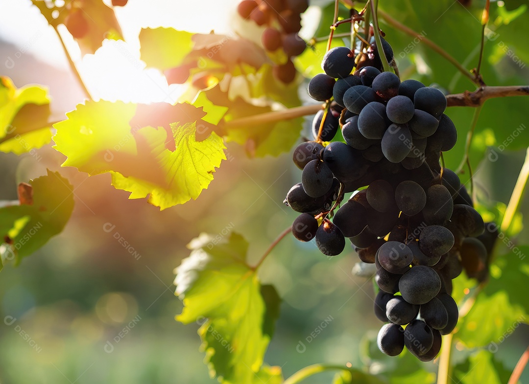 Uvas cresce em uma árvore no jardim da colheita