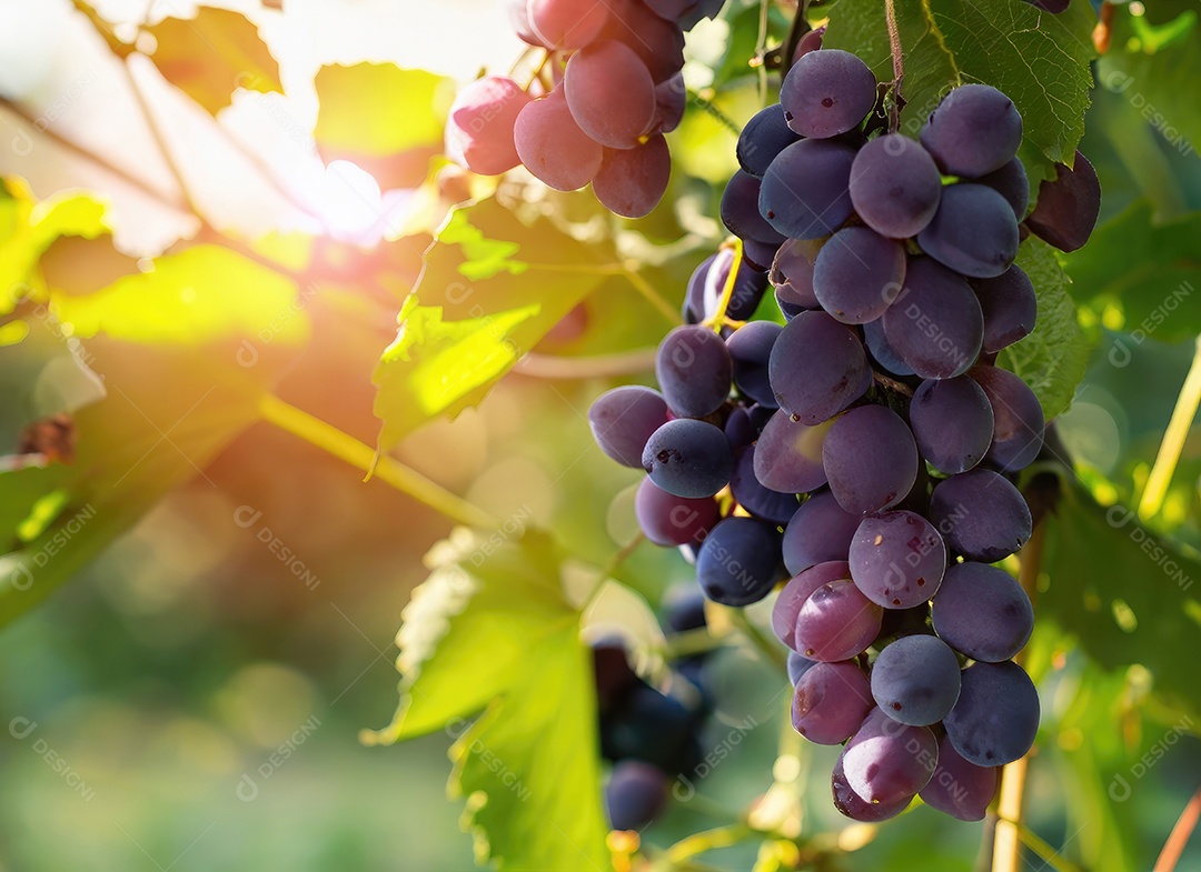 Uvas cresce em uma árvore no jardim da colheita