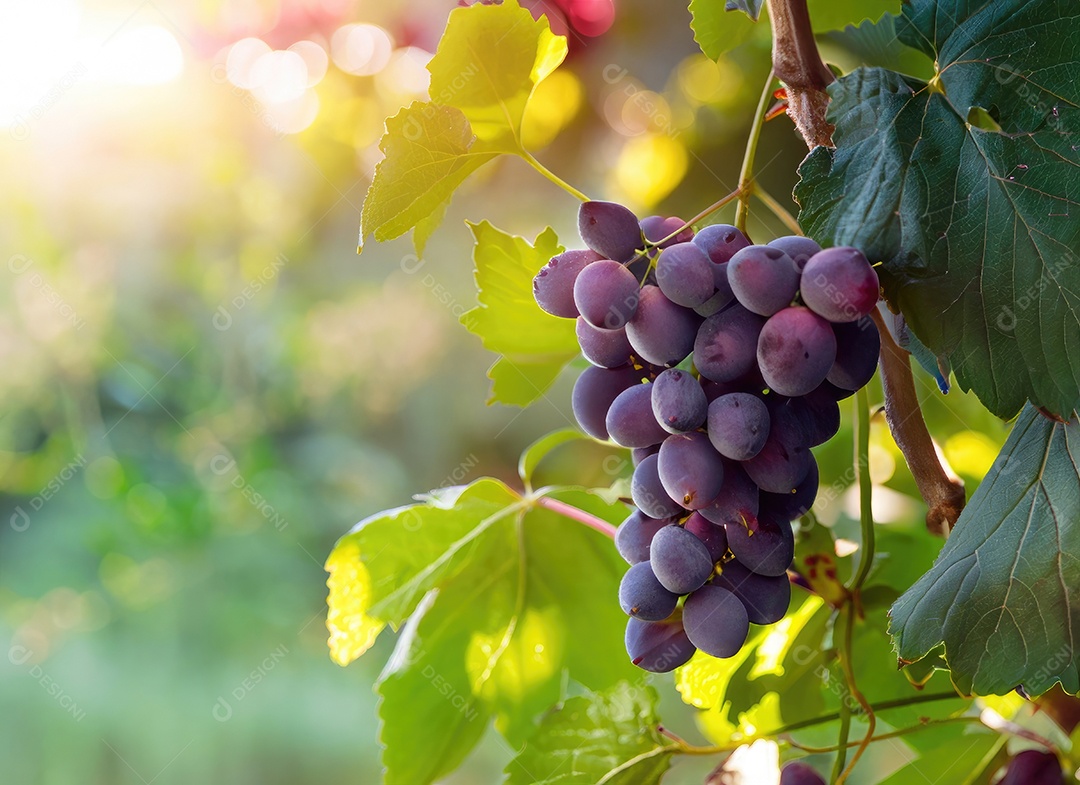 Uvas cresce em uma árvore no jardim da colheita