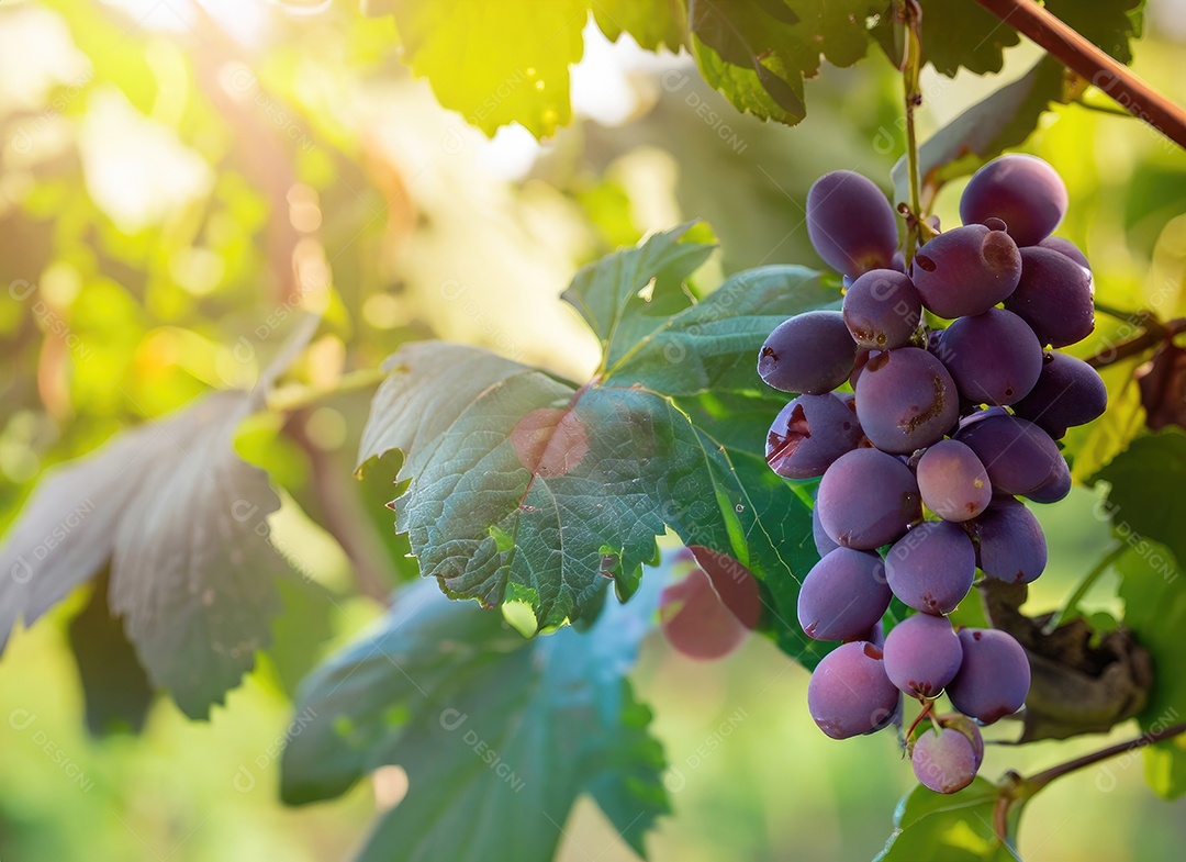 Uvas cresce em uma árvore no jardim da colheita