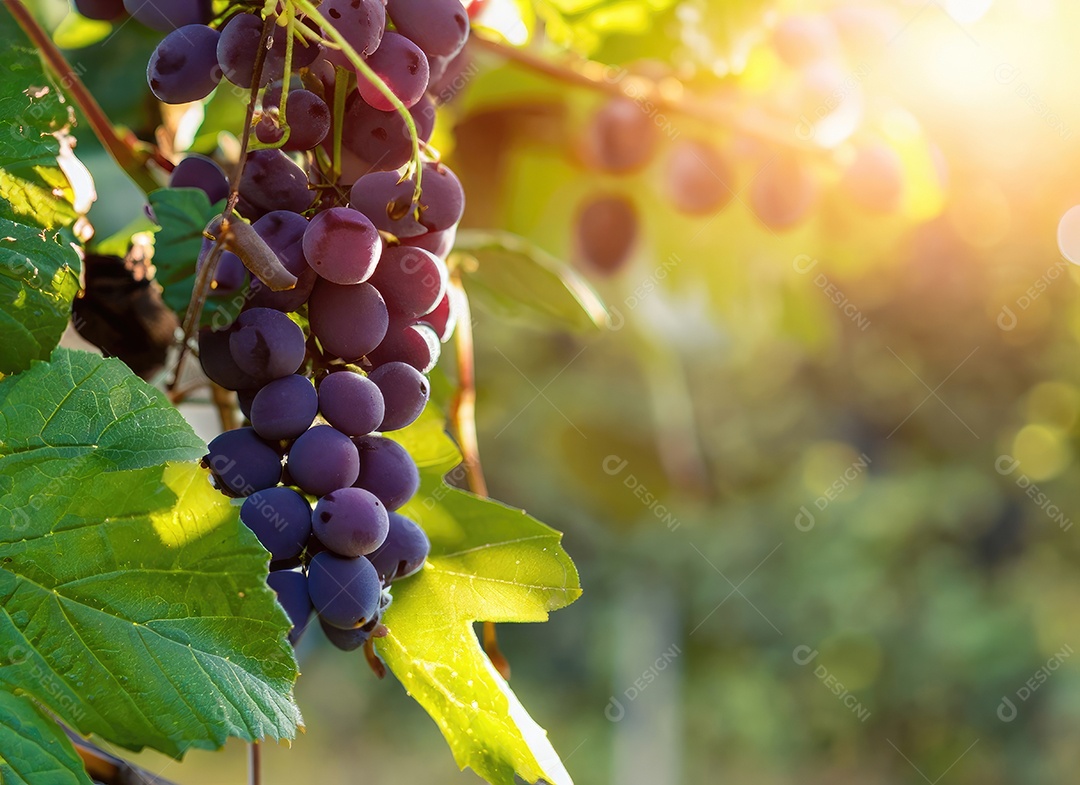 Uvas cresce em uma árvore no jardim da colheita