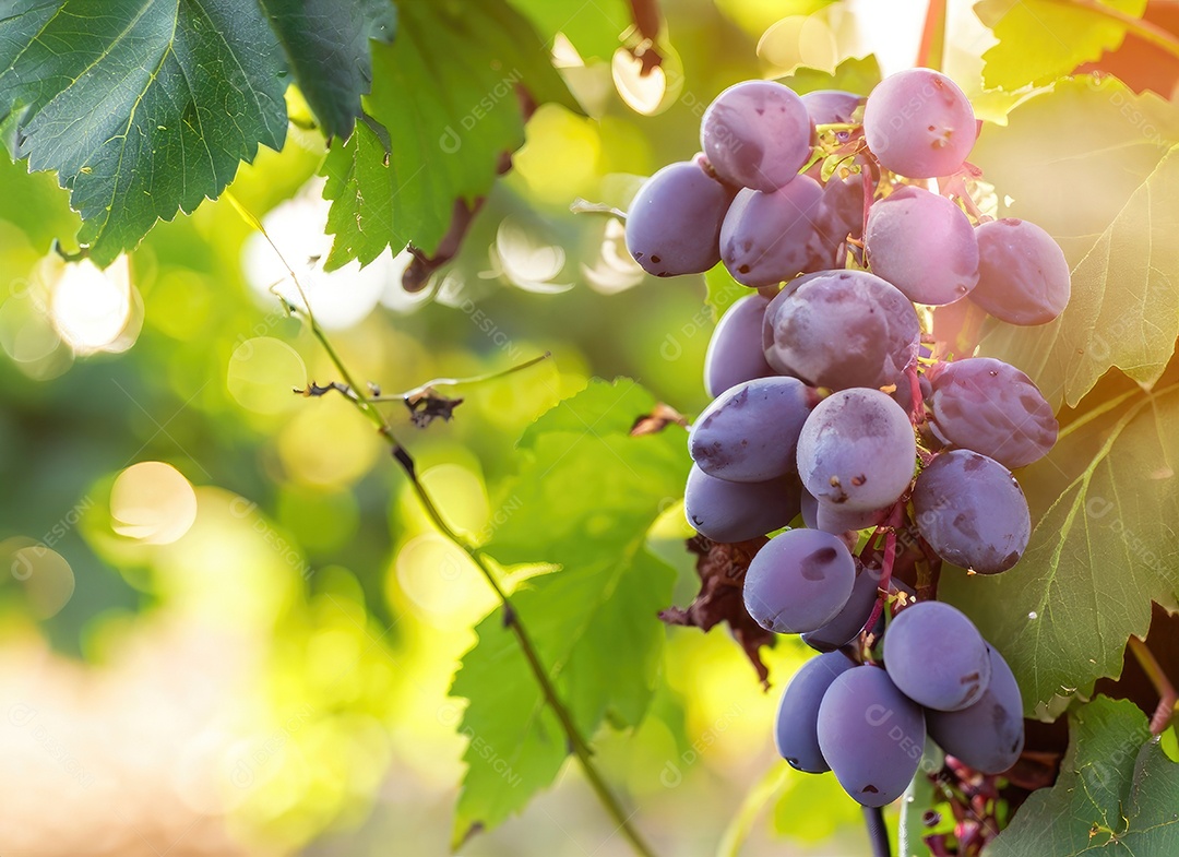 Uvas cresce em uma árvore no jardim da colheita