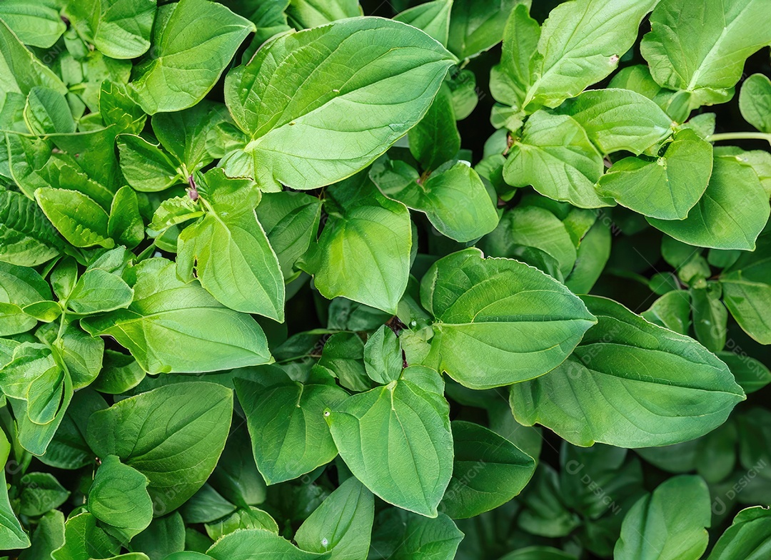 A planta verde deixa o fundo, vista superio