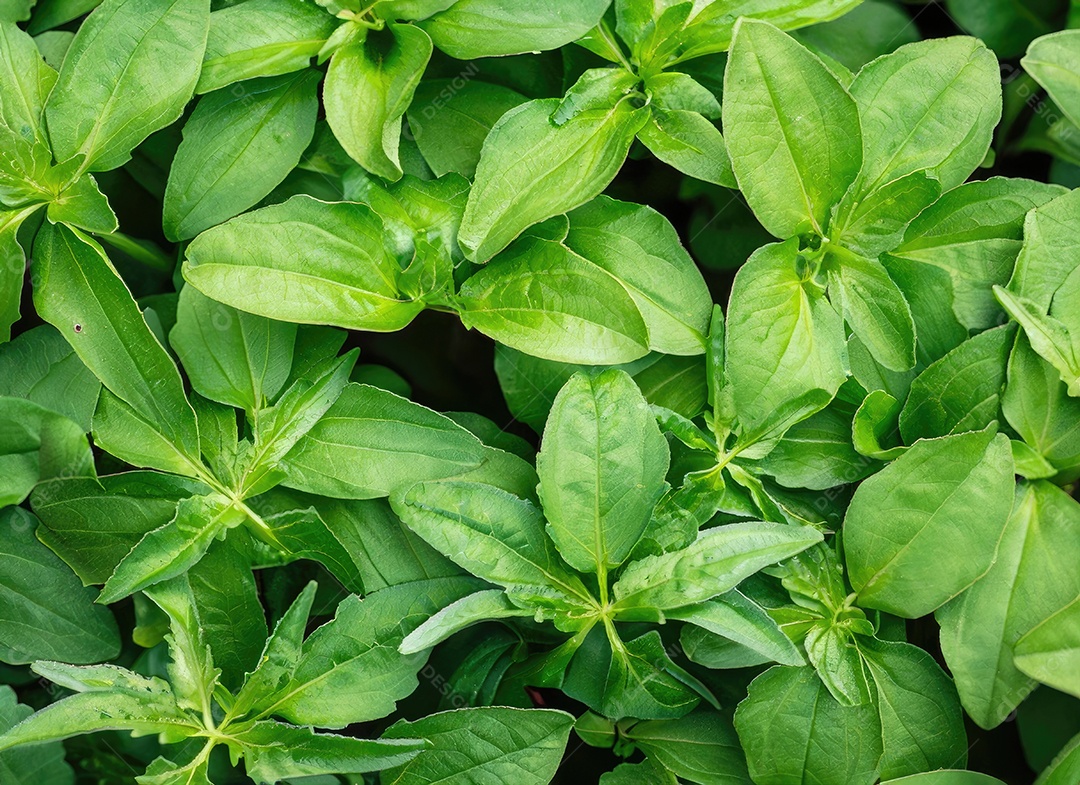 A planta verde deixa o fundo, vista superio