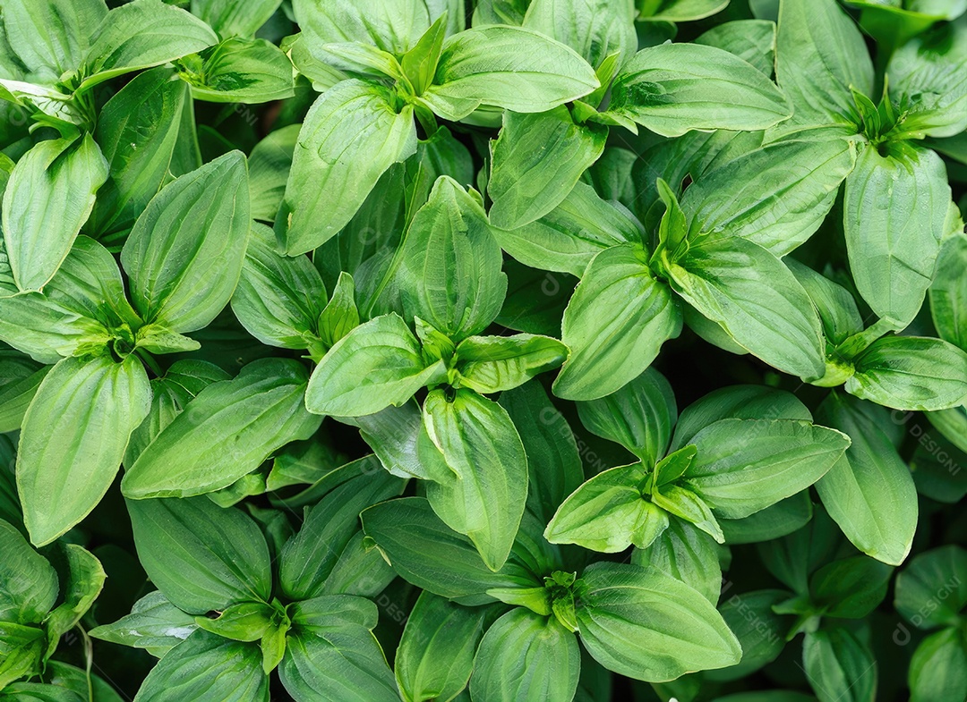 A planta verde deixa o fundo, vista superio