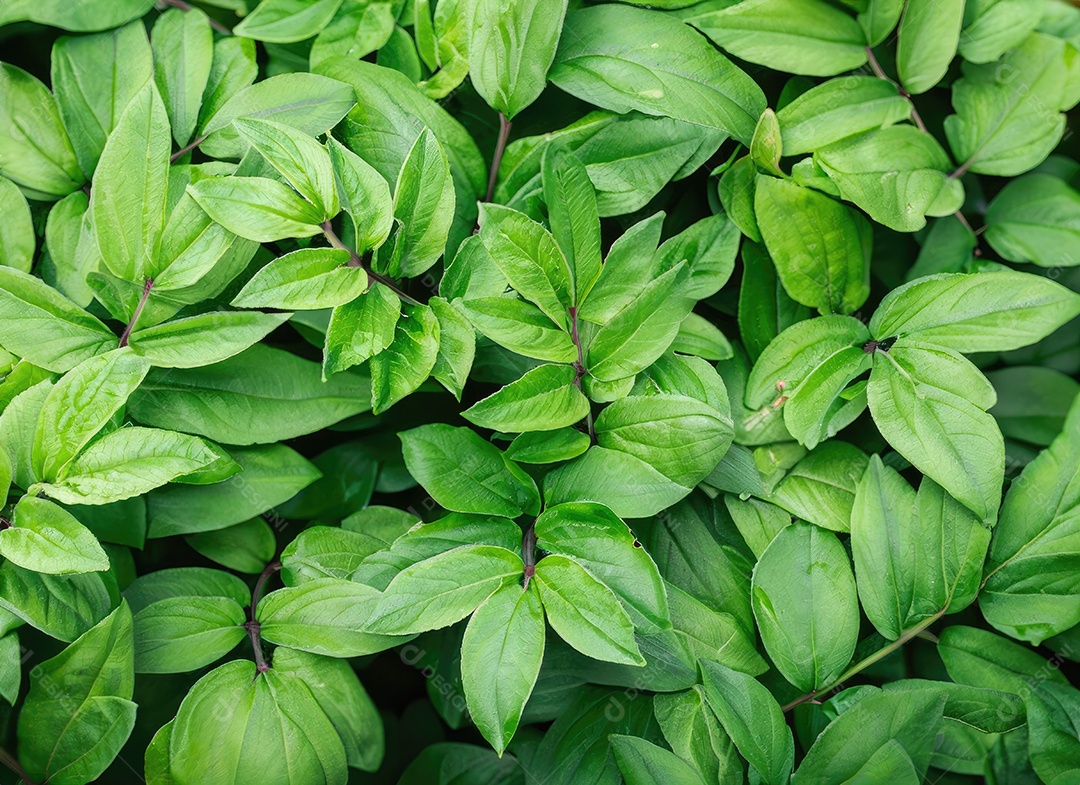 A planta verde deixa o fundo, vista superior