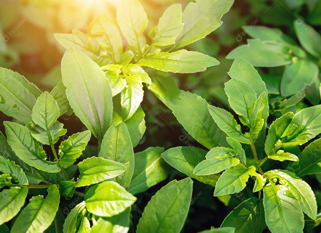 A planta verde deixa o fundo, vista superio