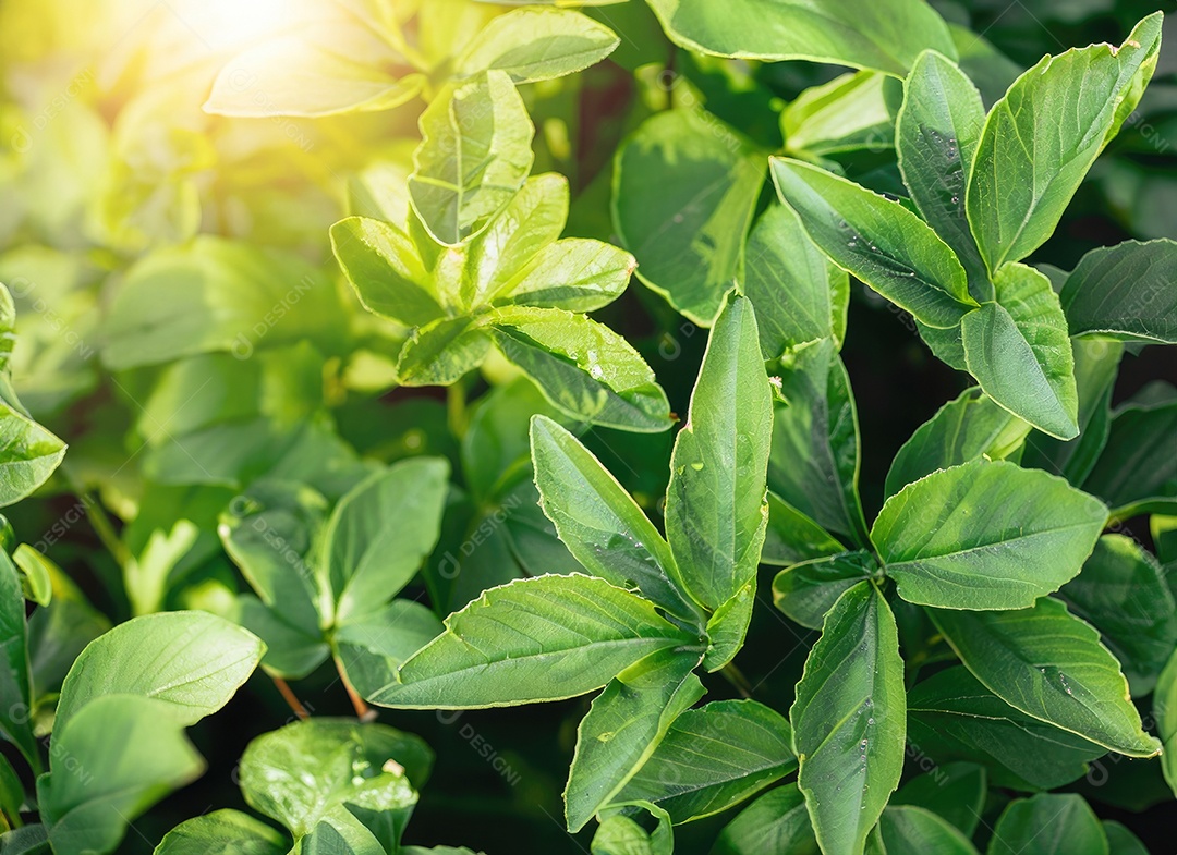 A planta verde deixa o fundo, vista superio