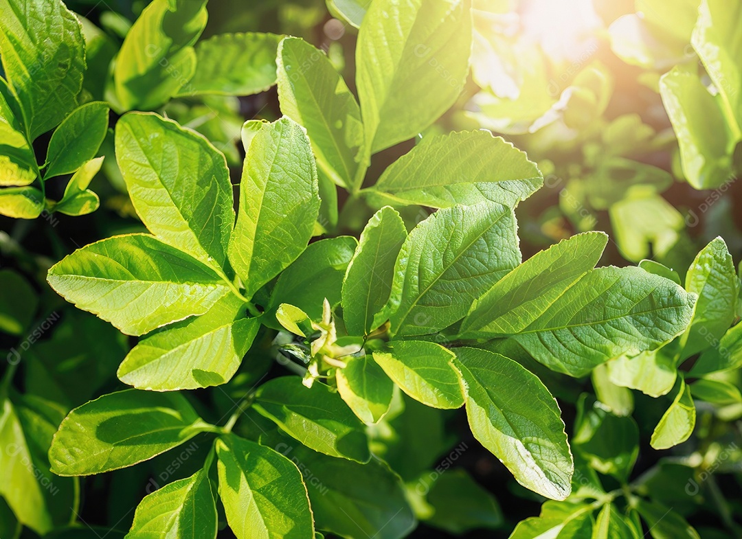 A planta verde deixa o fundo, vista superio