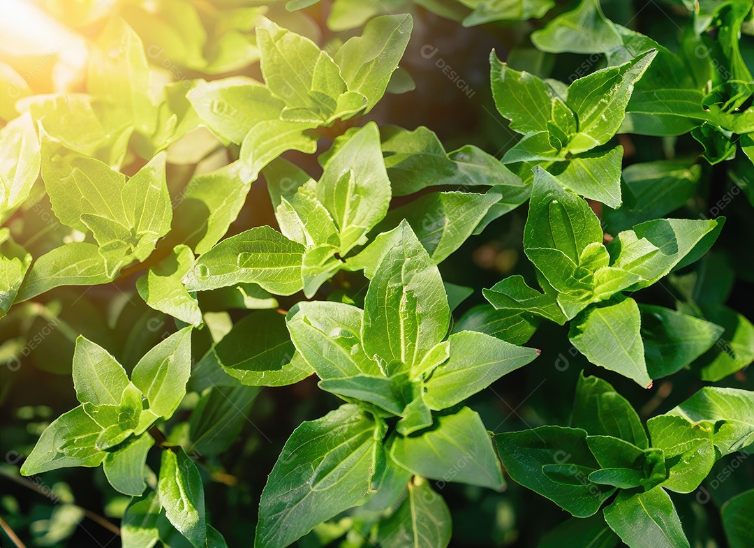 A planta verde deixa o fundo, vista superio