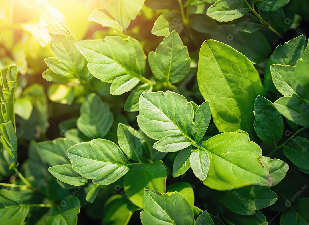 A planta verde deixa o fundo, vista superio