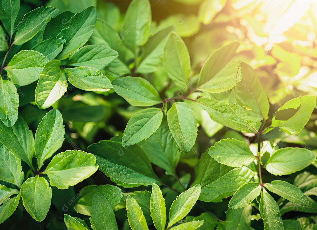 A planta verde deixa o fundo, vista superio