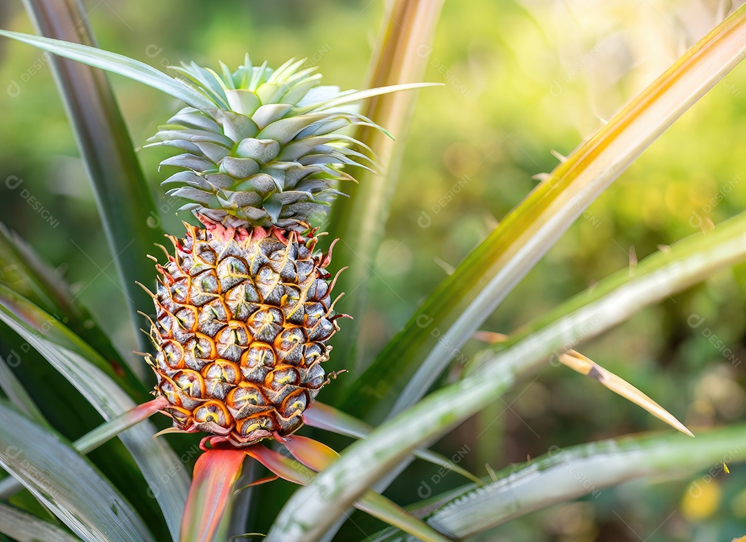 Abacaxi cresce em uma árvore