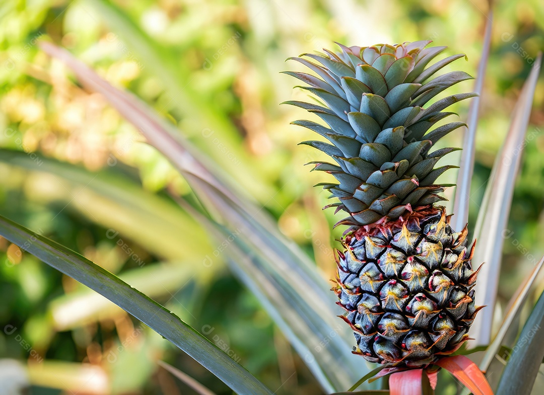 Abacaxi cresce em uma árvore