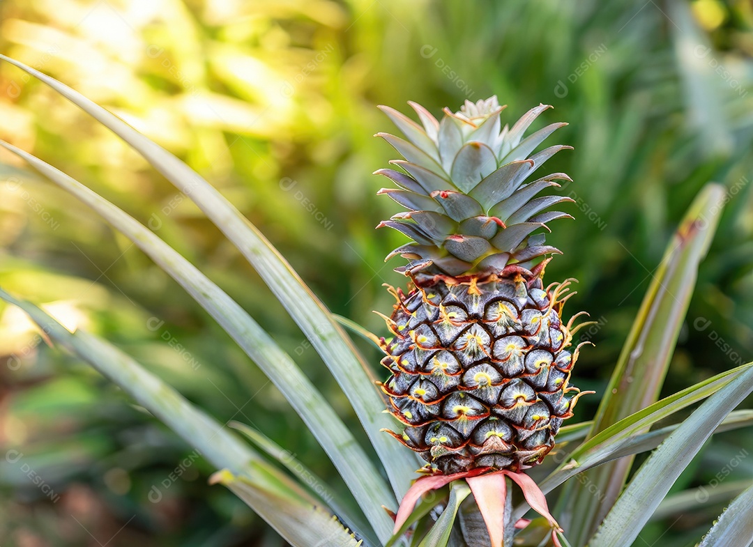 Abacaxi cresce em uma árvore
