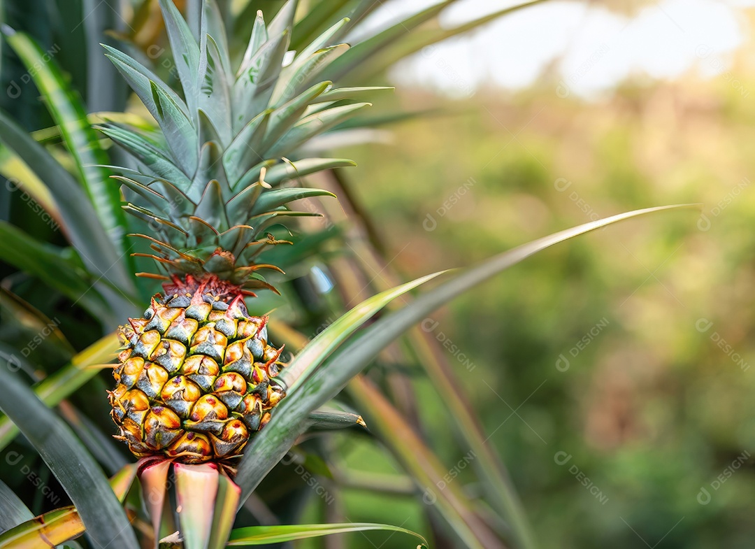 Abacaxi cresce em uma árvore