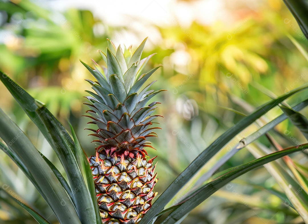 Abacaxi cresce em uma árvore